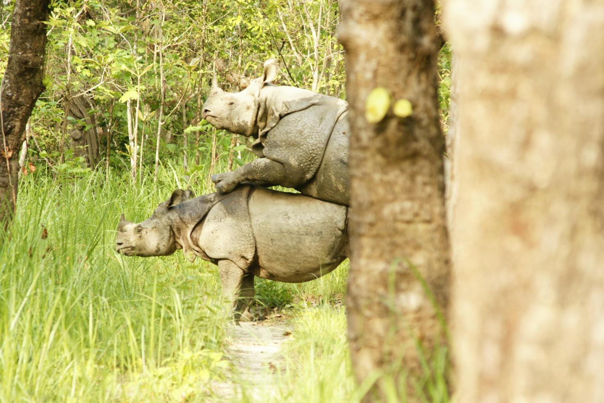 Jungle Wildlife Camp Hotel Sauraha Ngoại thất bức ảnh