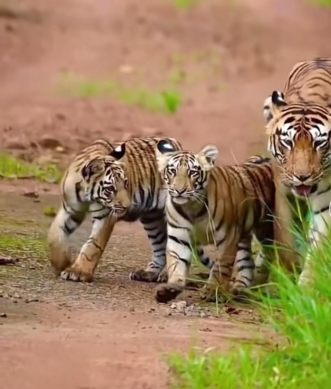 Jungle Wildlife Camp Hotel Sauraha Ngoại thất bức ảnh