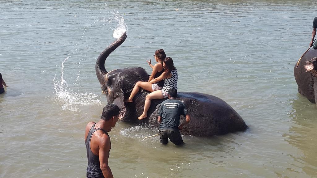 Jungle Wildlife Camp Hotel Sauraha Ngoại thất bức ảnh