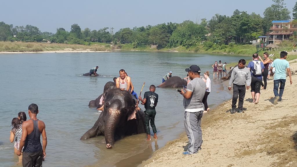 Jungle Wildlife Camp Hotel Sauraha Ngoại thất bức ảnh