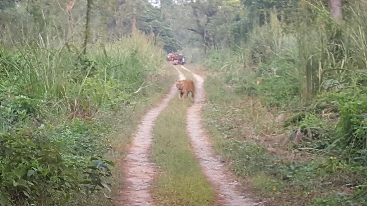 Jungle Wildlife Camp Hotel Sauraha Ngoại thất bức ảnh
